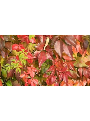Gardenbox Tüplü 5 Adet Amerikan Sarmaşığı Fidanı, 50-80CM, Çok Renkli