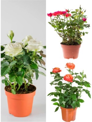 Nura Botanik Aşılı Gül Tricolor Rose, Kırmızı Beyaz Turuncu, 30-60 Cm, Saksılı