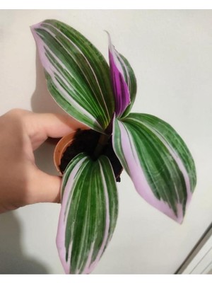 Gardenbox Telgrafçiçeği Fidesi, 10-15 Cm, Özel Renk, Mor-Yeşil
