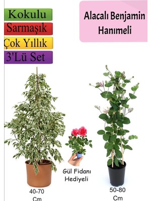 Gardenbox Beyaz Alacalı Benjamin Bitkisi, Katmerli Ful Yasemin, Gül Fidanı Hediyeli, 3'lü Set