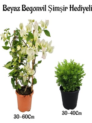 Nura Botanik Beyaz Begonvil Çiçeği 30-60CM, Şimşir Çalı 30-40CM 2'li Set, Dış Mekan Bitkisi