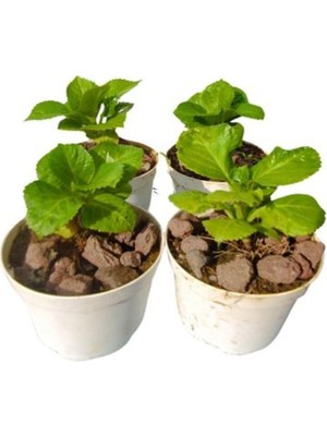Gardenbox 4'lü Mini Ortanca Seti, Çiçekli Bodur Bitki, 5-10 cm