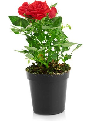Nura Botanik Yediveren Kırmızı Gül, 30-40 Cm, 1 Adet Saksılı Aşılı Red Rose