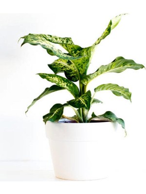 Nura Botanik Difenbahya Çiçeği Fidanı, 20-40CM, Saksılı, Yeşil