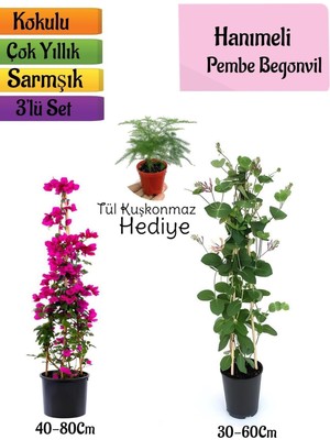 Nura Botanik Pembe Begonvil, Kokulu Hanımeli Çiçeği, Tül Kuşkonmaz Hediyeli 3'lü Peyzaj Seti