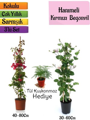 Gardenbox Kırmızı Begonvil, Kokulu Hanımeli Çiçeği, Tül Kuşkonmaz Hediyeli 3'lü Peyzaj Seti