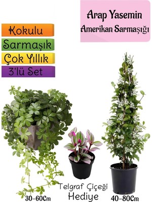 Nura Botanik Kokulu Arap Yasemini, Amerikan Sarmaşığı, Telgraf Çiçeği 3'lü Bahçe Seti