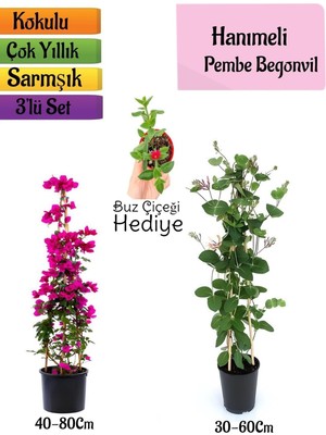 Gardenbox Pembe Begonvil, Kokulu Hanımeli Çiçeği, Buz Çiçeği Hediyeli 3'lü Peyzaj Seti