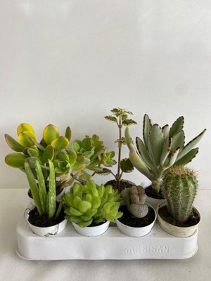 Gardenbox 8'li Bitki Seti, Aloe Vera, Para Sukulent, Taş Kaktüs, Kokulu Benjamin, Kaktüs, Ayı Pençesi