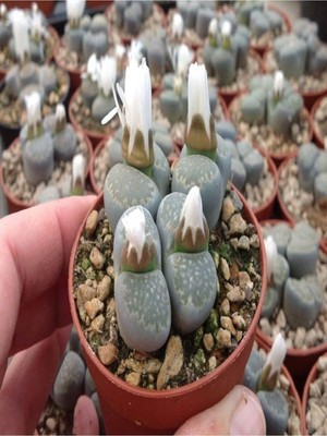 Nura Botanik Taş Kaktüs Sukulent, 5-10 Cm, 1 Adet Saksılı Dekoratif Bitki, Çok Renkli
