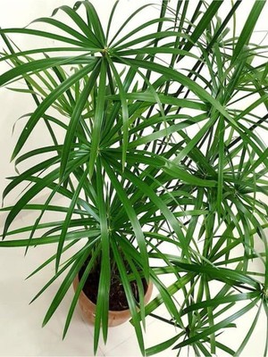 Nura Botanik Parlak Yapraklı Japon Şemsiyesi Bitkisi, Cyperus Alternifolius, 1 Adet Saksılı, 40-60 Cm, Çok Renkli