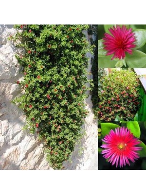 Nura Botanik Buz Çiçeği, 2 Adet, 5-15 Cm, Tüplü, Mesembryanthemum, Çiçekli Bodur Bitkiler