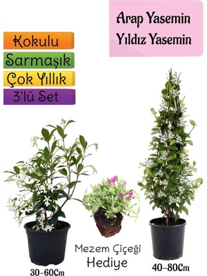 Bitkim Sende Kokulu Arap Yasemini, Yıldız Yasemin Fidanı, Mezem Çiçeği Hediye 3'lü Peyzaj Seti