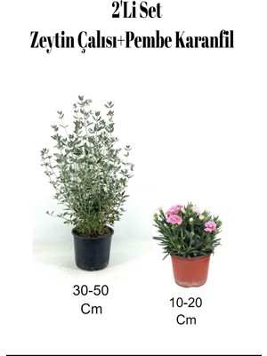 Nura Botanik 2'li Set Zeytin Çalısı + Pembe Karanfil Çiçeği Dış Mekan Bitkisi