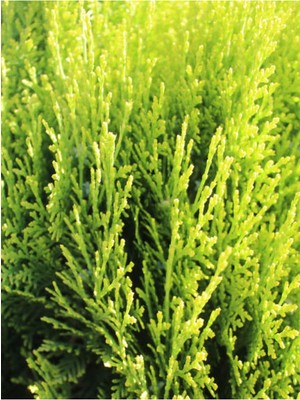 Nura Botanik Limon Selvi Fidanı, 10 Adet, 10-20CM Tüplü, Bahçe Çamı