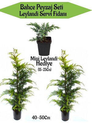 Serada Decor & Plant Bahçe Peyzaj Seti, 2 Adet Leylandi Servi Fidanı + Hediye Mini Leylandi Fidanı, 40-50CM