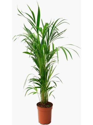 Nura Botanik Areca Dağ Palmiyesi, 90-100 Cm, Saksılı, Yeşil