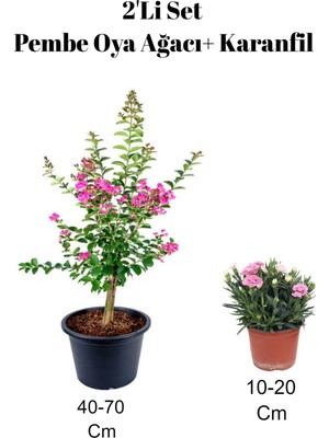 Bitkim Sende 2'li Set Pembe Oya Ağacı Fidanı + Karanfil Çiçeği Dış Mekan Bitkisi
