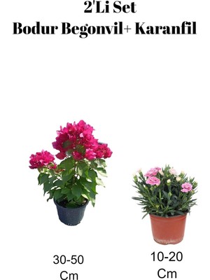 Bitkim Sende Pembe Bodur Begonvil + Karanfil 2'li Set, Dış Mekan Bitkisi