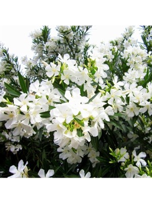 Nura Botanik Beyaz Zakkum Çiçeği, 40-70 Cm, Saksılı, White Oleander