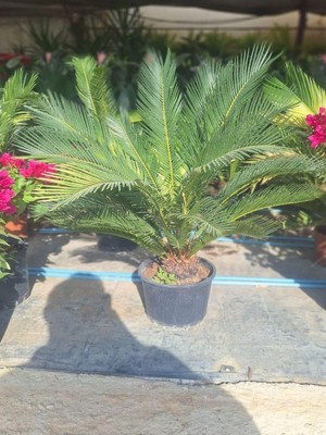 Serada Decor & Plant Cycas Revoluta Sikas Palmiyesi, 55-80CM, Iç & Dış Mekan Peyzaj Bitkisi