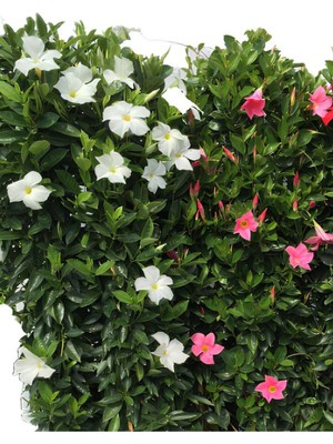 Gardenbox Renkli Mandevilla Sandavilla Sarmaşık Bitkisi, 30-60CM, Pembe Beyaz Çiçekli