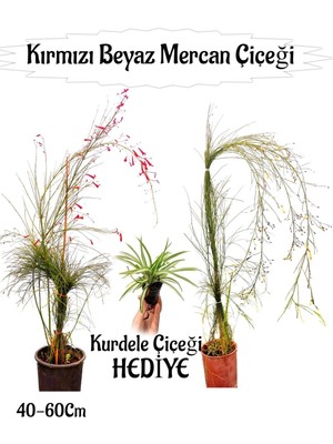 Serada Decor & Plant Kırmızı Mercan Çiçeği, Beyaz Mercan Çiçeği 2 Adet + Bordo Yaprak Güzeli Hediyeli Bahçe Bitkisi, 40-60 cm
