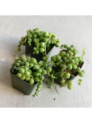 Nura Botanik 3 Adet Inci Tanesi Senecio Rowleyanus Tespih Çiçeği 5,5 cm Sukulent Saksısında