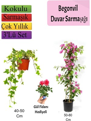 Nura Botanik Amerikan Duvar Sarmaşığı, Pembe Begonvil, Gül Fidanı Hediyeli, 3'lü Set