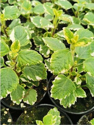 Serada Decor & Plant Aromatik Kokulu Benjamin Çiçeği, Plectranthus Forsteri, 1 Adet Saksılı, 10-20 Cm, Yeşil