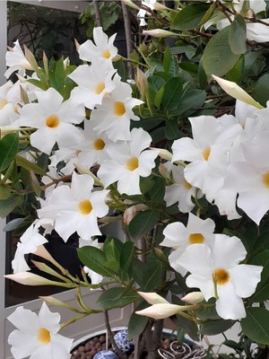 Gardenbox Beyaz Mandevilla Sarmaşık Çiçek, 30-60 Cm, Saksıda, Çok Renkli