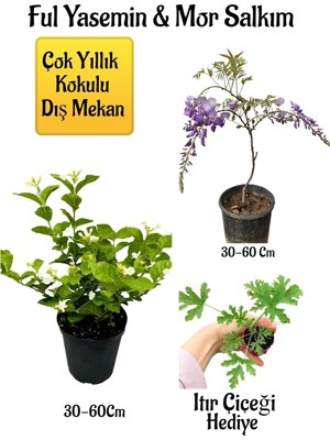 Nura Botanik Kokulu Ful Yasemin Çiçeği, Mor Salkım Ağacı Fidanı, Itır Çiçeği Hediyeli Peyzaj Seti, 30-60 cm