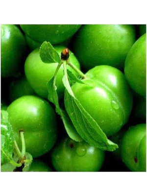 Nura Botanik Aşılı Yeşil Can Erik Fidanı, 2-3 Yaş, Serada Decor&plant