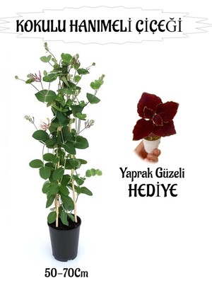 Nura Botanik Mis Kokulu Hanımeli Çiçeği 50-70CM + Bordo Yaprak Güzeli Hediye