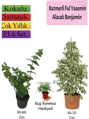 Gardenbox Beyaz Alacalı Benjamin Bitkisi, Katmerli Ful Yasemin, Tül Çiçeği, 3'lü Set, Çok Renkli