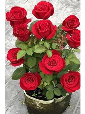 Gardenbox Minyatür Aşk Gülü Bodur Kırmızı Saksılı Dikime Hazır 20-40CM