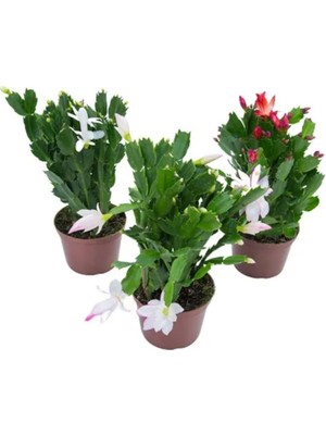 Nura Botanik Yılbaşı Çiçeği Kaktüsü, 3 Adet Saksılı Set, 10-20CM, Iç Mekan Çiçeği, Farklı Renkler