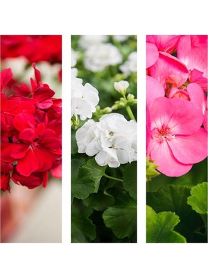 Gardenbox 3'lü Karışık Renk Sardunya Çiçeği, 20-30 Cm, Saksılı Çiçekli Bodur Bitkiler