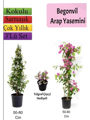 Nura Botanik Arap Yasemini, Pembe Begonvil, Telgraf Çiçeği Hediyeli, 50-80 Cm, 3'lü Set