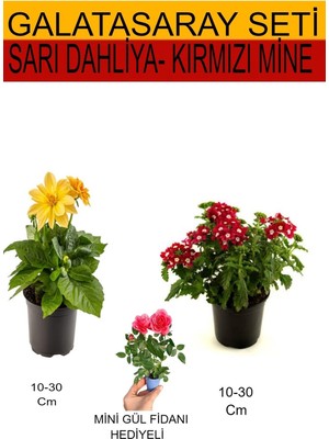 Gardenbox Takım Seti Sarı Dahliya, Kırmızı Mine, Pembe Gül Fidanı
