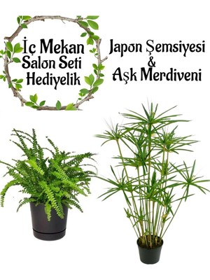 Nura Botanik Japon Şemsiyesi (40-60 Cm) + Aşk Merdiveni Çiçeği (15-25 Cm) Saksılı Set