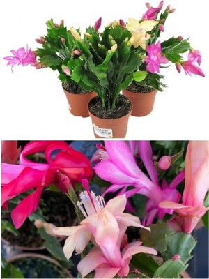 Nura Botanik Schlumbergera Çiçeği - Yılbaşı Çiçeği 3 Adet Farklı Renk