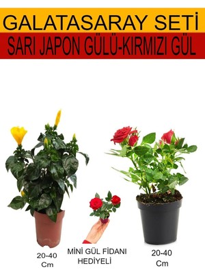 Gardenbox 2'li Takım Seti Sarı Japon Gülü, Kırmızı Gül, Hediyelik Kırmızı Gül Fidanı, 20-40 cm