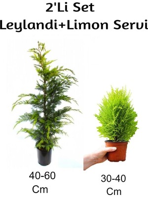 Serada Decor & Plant Leylandi + Limon Servi Fidanı 2'li Set, Dış Mekan Bitkisi, Çok Renkli