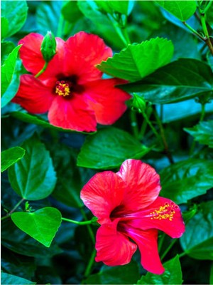 Nura Botanik Kırmızı Japon Gülü Çiçeği Fidanı, 40-45 Cm, 1 Adet Saksılı Camellia Japonica