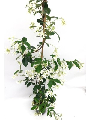 Serada Decor & Plant Arap Yasemini Beyaz Kokulu, 80-150 Cm, Saksılı Dış Mekan Bitkisi