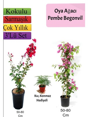 Gardenbox Kırmızı Oya Ağacı, Pembe Begonvil, Tül Çiçeği Hediyeli, Çok Renkli, 50-80 cm