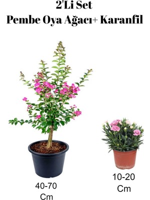 Nura Botanik Pembe Oya Ağacı Fidanı + Karanfil Çiçeği 2'li Set, Dış Mekan Bitkisi