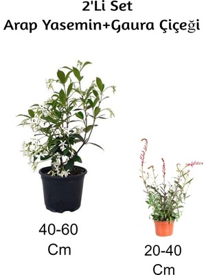 Nura Botanik Arap Yasemin Çiçeği + Gaura Çiçeği 2'li Set, Dış Mekan Bitkisi