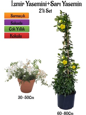 Gardenbox Yoğun Kokulu Izmir Yasemini + Sarı Yasemin Fidanı 2'li Bahçe Bitki Seti